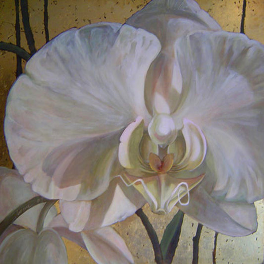 Phalaenopsis Alba II